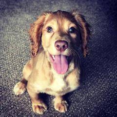 English Cocker Spaniel Puppies from Rooster Team One