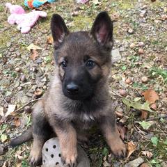 German Shepherd Puppies from Vom Kugelblitz Kennels