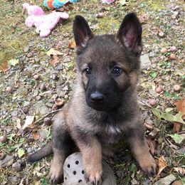 German Shepherd Puppies from Vom Kugelblitz Kennels