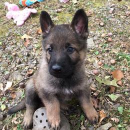 German Shepherd Puppies from Vom Kugelblitz Kennels