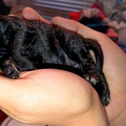 Doodle Acres breeder of Goldendoodle