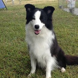 Border Collie All Grown Up from Bon-Clyde Border Collies