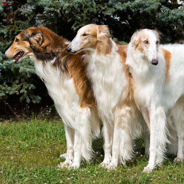 Borzoi