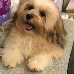 Rafi - Havanese
