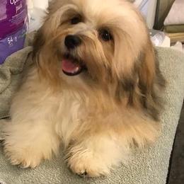 Rafi - Havanese