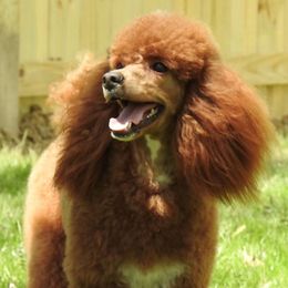 Miniature Poodle adult dog
