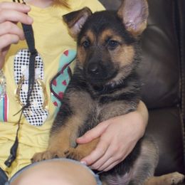 German Shepherd Puppies from Hall’s Shepherds