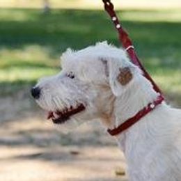 Trinket - Jack Russell Terrier