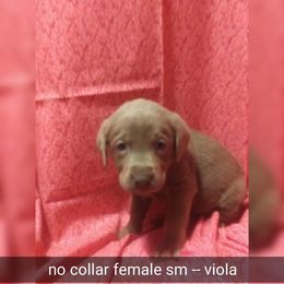 Australian Cattle Dog and Labrador Retriever Puppies from Trinity C Australian Cattle Dogs and Silver Labradors