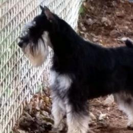 Zip - Miniature Schnauzer