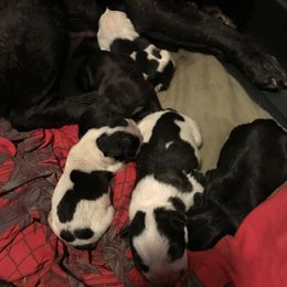 French Bulldog Puppies from Bouledogue Royal