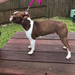 Boston Terrier and French Bulldog All Grown Up from Eclipse Bulldogs