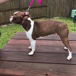 Boston Terrier and French Bulldog All Grown Up from Eclipse Bulldogs