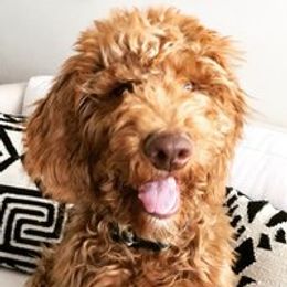 Phoenix - Goldendoodle