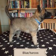 Belgian Laekenois Puppies from Chiens de Rafale