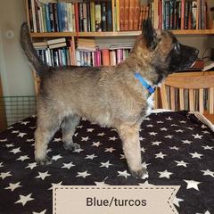 Belgian Laekenois Puppies from Chiens de Rafale