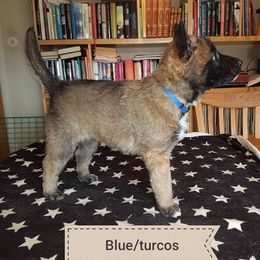 Belgian Laekenois Puppies from Chiens de Rafale