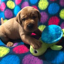 Labrador Retriever Puppies from Terracotta Treasures Labradors