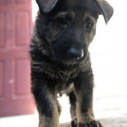 German Shepherd Puppies from Stacey’s German Shepherds