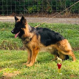 German Shepherd All Grown Up from Haus of Vu von Sven