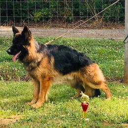 German Shepherd All Grown Up from Haus of Vu von Sven