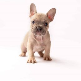 French Bulldog Puppies from Baker Built Frenchies
