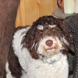 Kimber - Bernedoodle