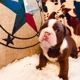 English Bulldog Puppies from TX Bully Brigade