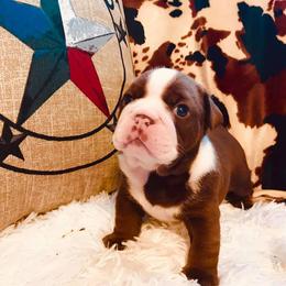 English Bulldog Puppies from TX Bully Brigade