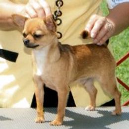 Cash - Chihuahua