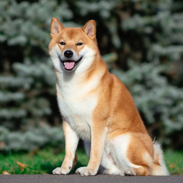 Shiba Inu