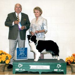 Peppermint - Border Collie