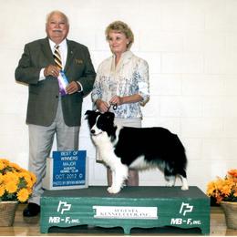 Peppermint - Border Collie
