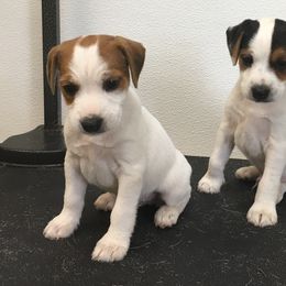 Jack Russell Terrier Puppies from Huckle Hill Jack Russell Terriers