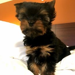 Yorkshire Terrier Puppies from Enchanted by Yorkies