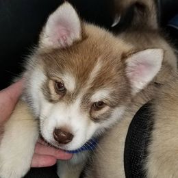 Pomsky Puppies from Short Creek Pomskies of Iowa