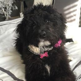 Linder Labradoodles breeder of Labradoodle, Bernedoodle, Standard Poodle