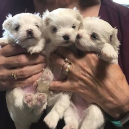 Maltese Puppies from Jacobmaltese