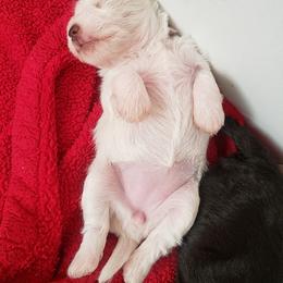Miniature Schnauzer Puppies from The Happy Schnauzer Place