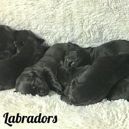 Laurkim Labradors breeder of Labrador Retriever