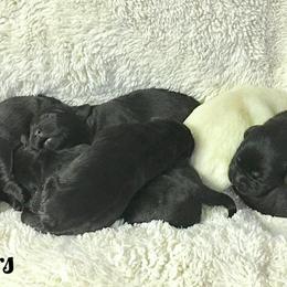 Laurkim Labradors breeder of Labrador Retriever