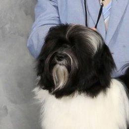 Havanese adult dog