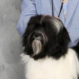 Havanese adult dog