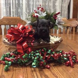 Miniature Schnauzer Puppies from ToMar Miniature Schnauzers 