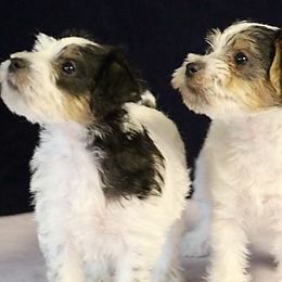 Jack Russell Terrier Puppies from Hidden Acres Working Jack Russell Terriers