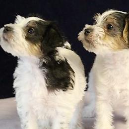 Jack Russell Terrier Puppies from Hidden Acres Working Jack Russell Terriers