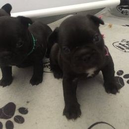 French Bulldog Puppies from Cedar Croft Kennel
