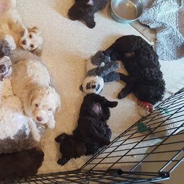 Australian Labradoodle Puppies from Bayside Labradoodles