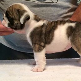 Bullmastiff and Bulldog Puppies from River Region Bullies
