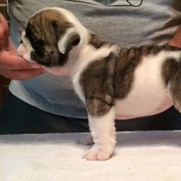 Bullmastiff and Bulldog Puppies from River Region Bullies
